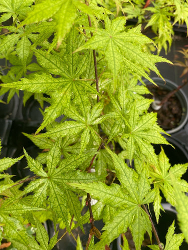 Acer palmatum 'Miss Maple' Reticulated Japanese Maple